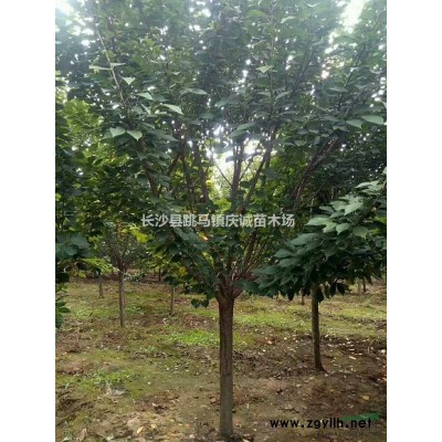 冬青柱子，珊瑚柱子，法國冬青柱子80至250公分高