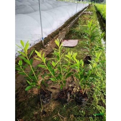 出售紅葉石楠小杯容器苗