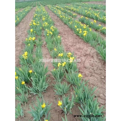 金森女貞球產地 金森女貞小苗  金森女貞價格圖片