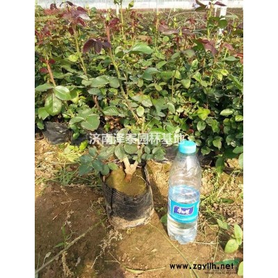 山東地區供應 紅葉石楠 大杯苗