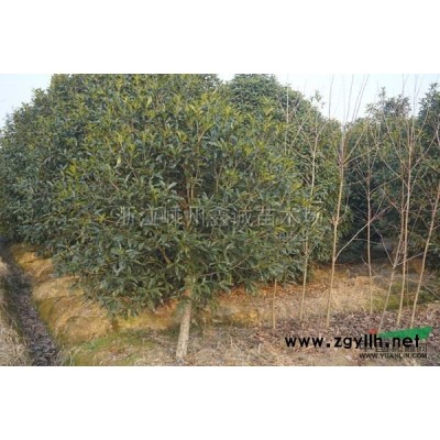 紅葉石楠報價/浙江紅葉石楠報價