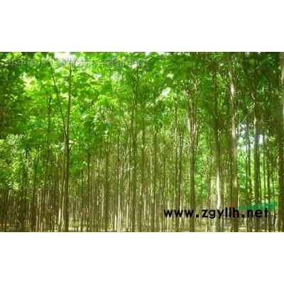 低價法國冬青直銷報價表