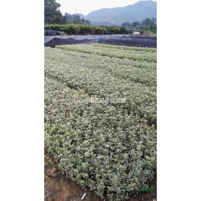 優質特價法國冬青產地直銷 歡迎來電咨詢