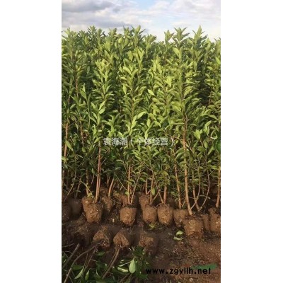 法國冬青1.5米3塊5上車價，1.8米4塊上車價，量大優惠