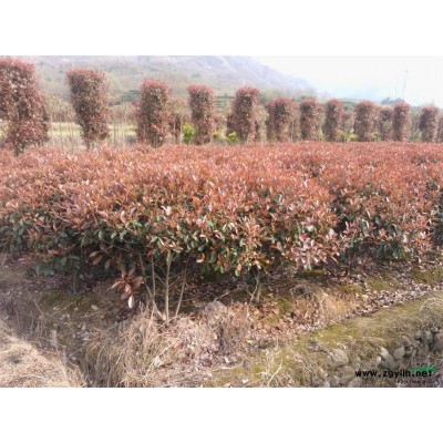 大批紅葉石楠球（130*110)低價處理（浙江麗水地區(qū)）