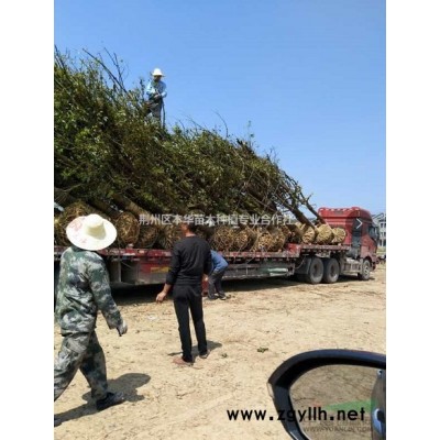 供應4-20紅葉石楠