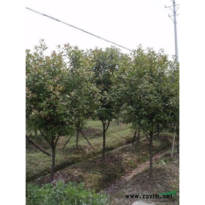 紅葉石楠球高度120 冠幅120~130 上車價(jià)格50塊 數(shù)