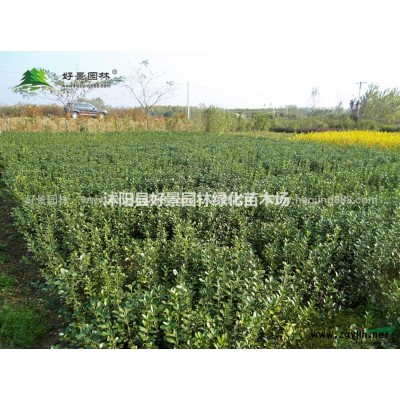 法國冬青價格_法國冬青產地_法國冬青綠化苗木苗圃基地