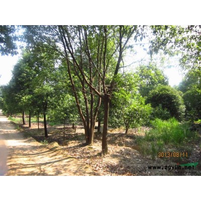 浙江紅葉石楠1*新報價/紅葉石楠1圖片