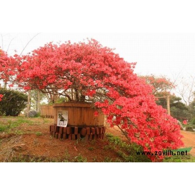 浙江紅葉石楠*新報價/紅葉石楠圖片