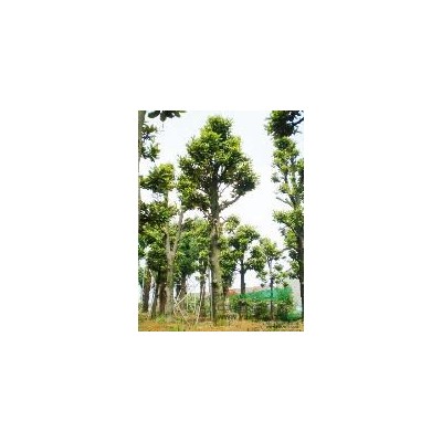 供應(yīng)紫薇紅葉石楠龍柏冬青海 大量盆景