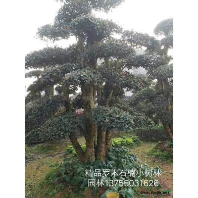 金森女貞小苗圖片\金森女貞小苗報(bào)價(jià)