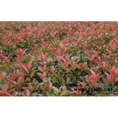 威海長虹苗木生產基地專業紅葉石楠