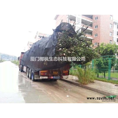 冬青 冬青球 法國冬青供應 法國冬青價格 法國冬青報價