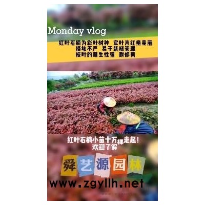 金森女貞小苗 基地直銷 量大優惠