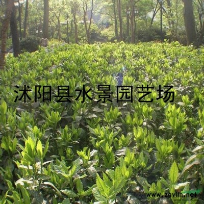 供應紅葉石楠球 江蘇紅葉石楠球苗 批發紅葉石楠球