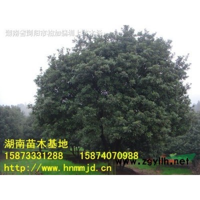 法國冬青-法國冬青價格-批發優質法國冬青-湖南法國冬青基地