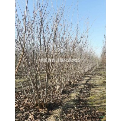 法國冬青價格_法國冬青圖片_法國冬青產地_法國冬青基地