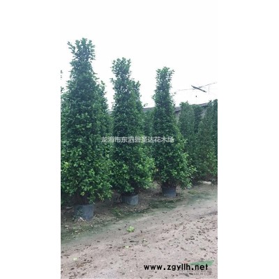 福建漳州紅葉石楠基地各種規(guī)格大量批發(fā)供應(yīng) 自家貨源，無(wú)中介