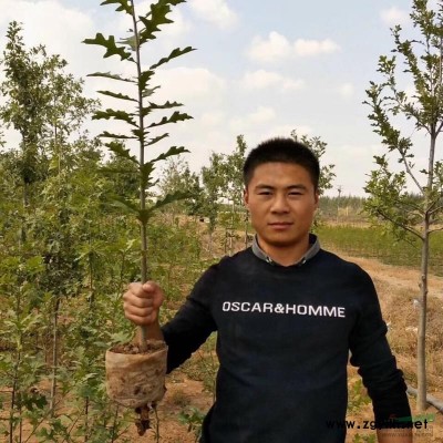 杯苗娜塔櫟小苗15萬棵限量供應 江蘇邳州地區