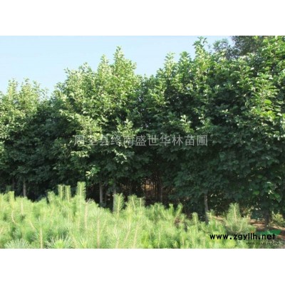 供應紅葉石楠陜西西安貨源