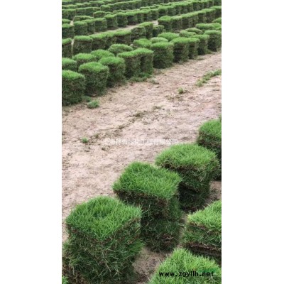 上海嘉定批發(fā)出售綠化苗木 瓜子黃楊 金邊黃楊 紅花繼木 紅葉