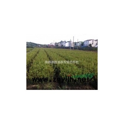 供嫁接油茶苗營器杯數億株，紅花油茶百萬株