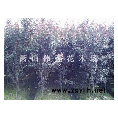 金絲桃、金葉瓜子、金邊黃楊、紫薇、韭蘭等