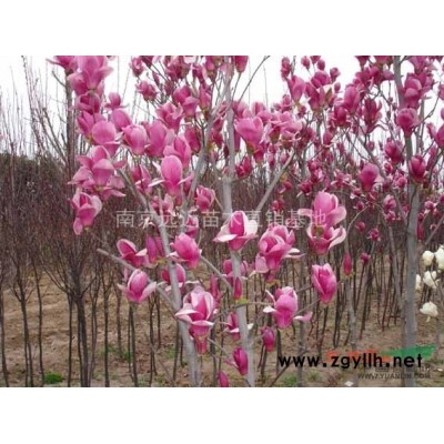 南京供應大葉黃楊球，小葉黃楊球，金邊黃楊球