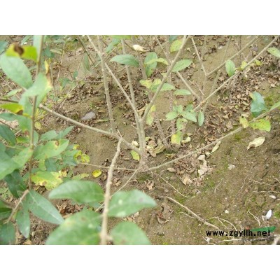 金邊黃楊1行情報價\金邊黃楊1圖片展示