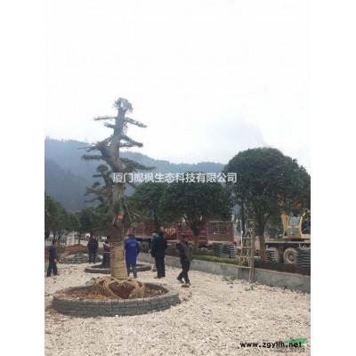 嫁接三紅蜜柚、香泡小苗、楊梅、油茶苗