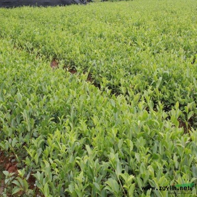 江西省新余長(zhǎng)埠進(jìn)場(chǎng)省定點(diǎn)油茶苗基地