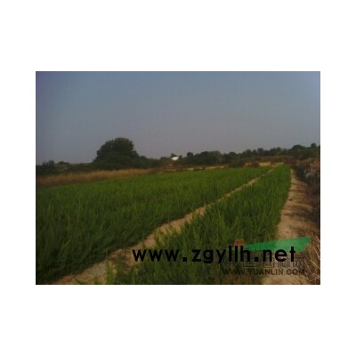 紅葉石楠小苗出售