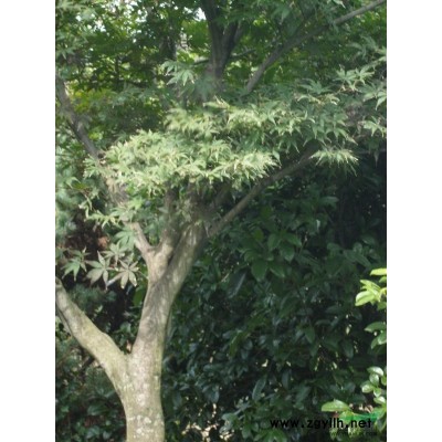 紅葉石楠，紹興紅葉石楠，紅葉石楠價格