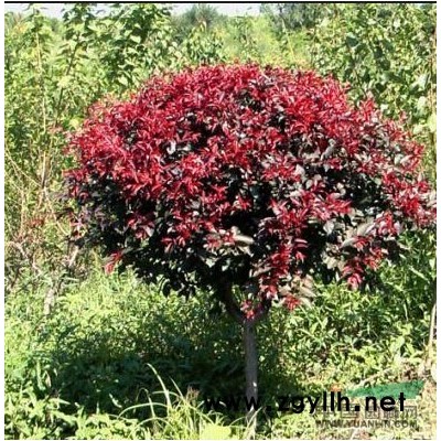 法國冬青當選四川_安徽法國冬青批發