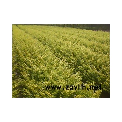 金葉女貞、紅葉石楠球等各種小苗