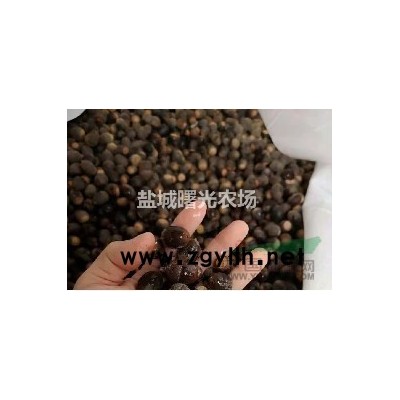 美國*娜塔櫟種子