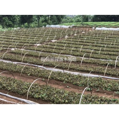 本場(chǎng)直供油茶苗，枳殼苗，酸梅苗，桃苗，楊梅苗，沃柑