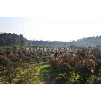 供應紅葉石楠籬笆苗