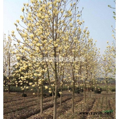 金邊黃楊  金邊冬青 金邊黃楊小苗 金邊黃楊球 園林綠化