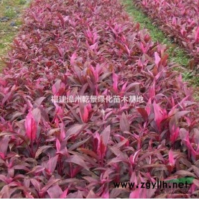 福建茶苗木價格，福建茶盆景價格