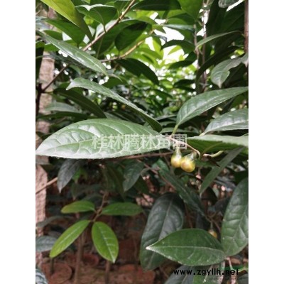 供應(yīng)金花茶苗到3公分大苗