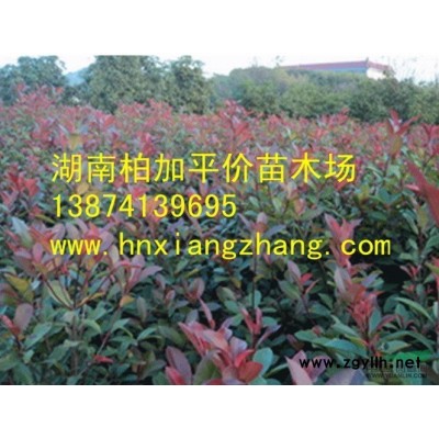 湖南法國冬青 法國冬青照片 法國冬青工程苗 法國冬青小苗 法國冬青價(jià)格 法國冬青基地 法青 珊瑚