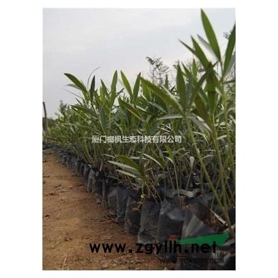 金絲垂柳 夾竹桃 劍麻 金葉女貞球 苦楝 闊葉十大功勞 欒樹