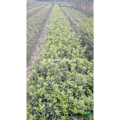 供應紅花檵木、狹葉十大功勞、大葉梔子、小葉梔子、紅花繼木球