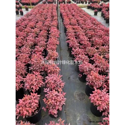 大花六道木價格大花六道木基地大花六道木產地大花六道木圖片