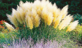 云南確定9個草品種為林草良種