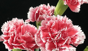 華中農大研究團隊解析康乃馨花色花型花香調控密碼