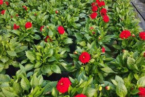 第四屆長沙國際園林綠化產(chǎn)業(yè)及戶外動力設備博覽會