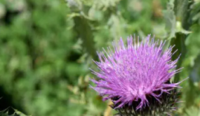 新疆國家重點保護野生植物名錄發布
